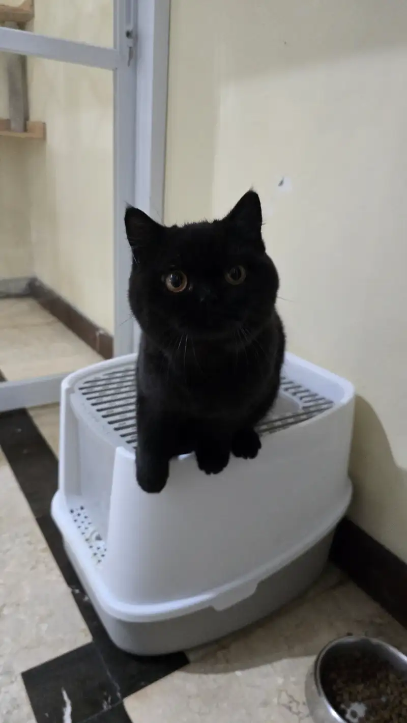 Black British shorthair helios