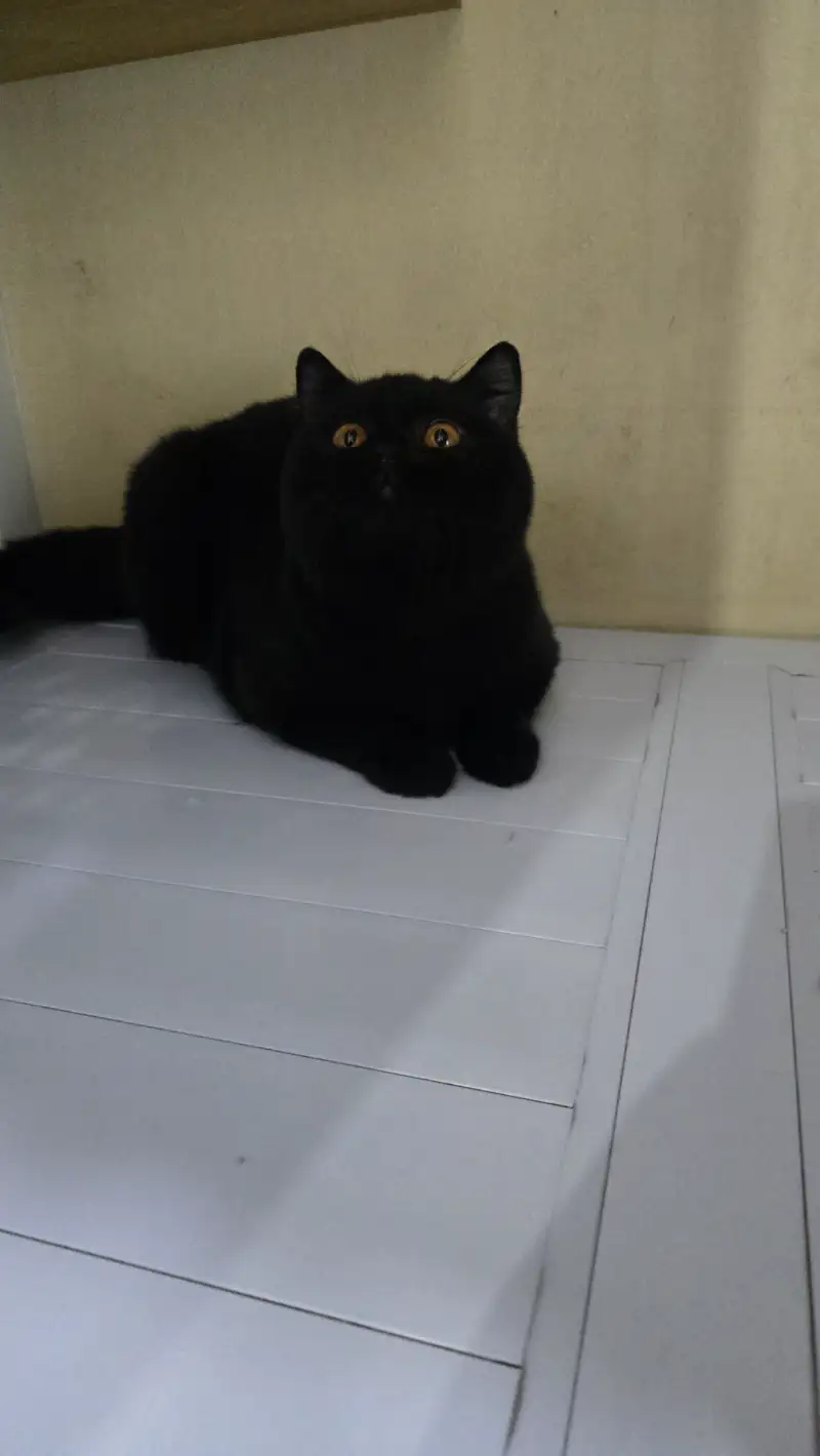 Black British shorthair