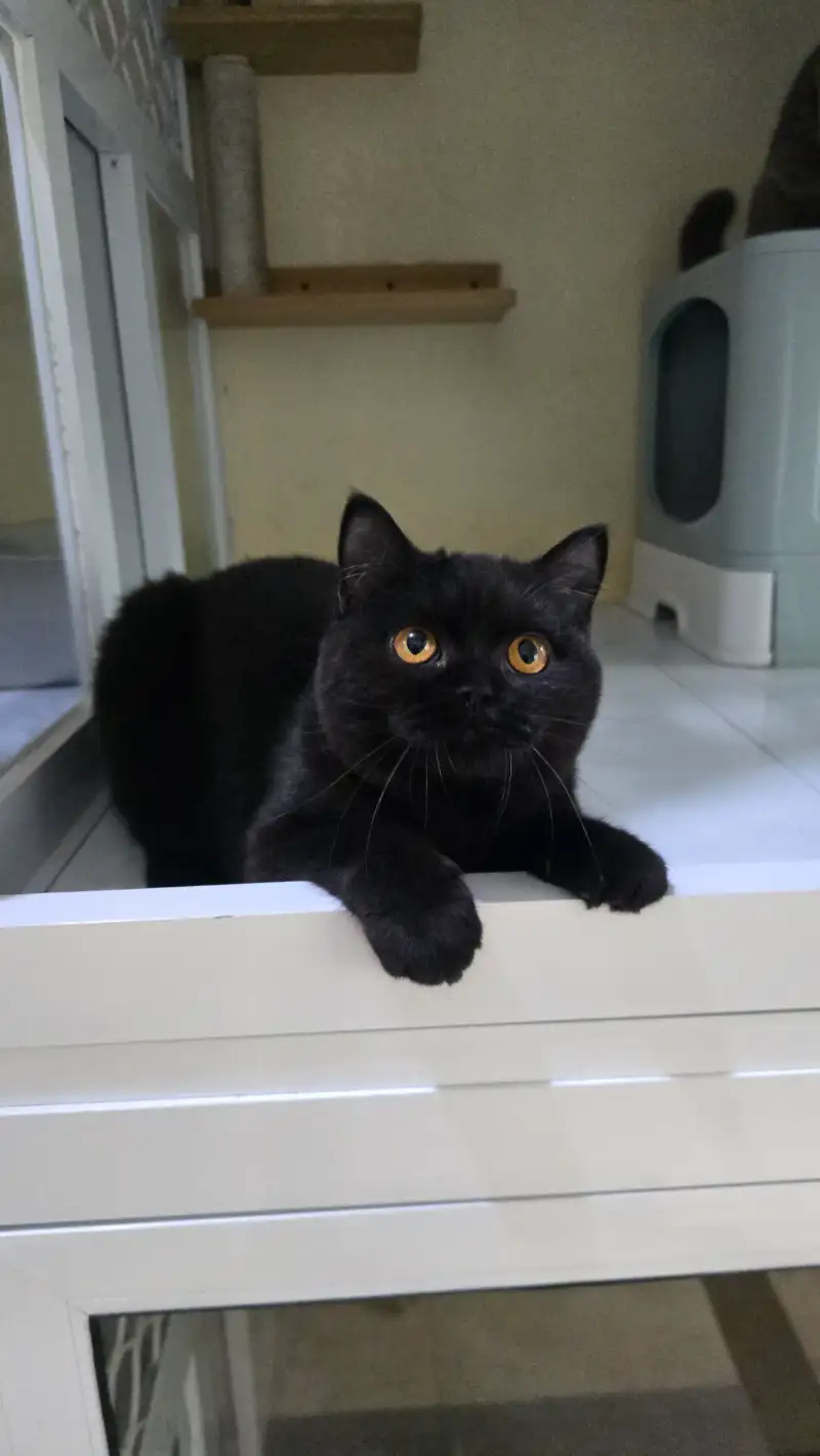 Black British shorthair hermes