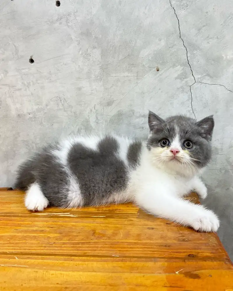 Bicolor blue British shorthair nuna