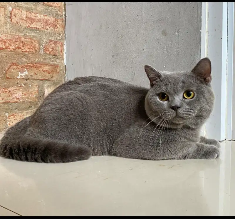 Blue British shorthair