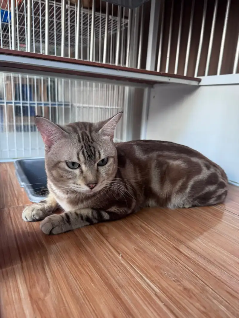 BENGAL SNOW MARBEL β SI LONDO LANGKA YANG MATA KERANJANG