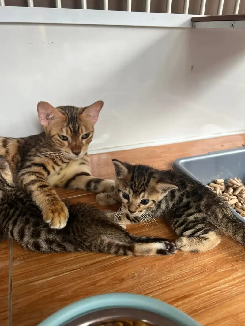 Bengal Cat Beragam Motif β Sehat, Aktif & Siap Jadi Sahabat