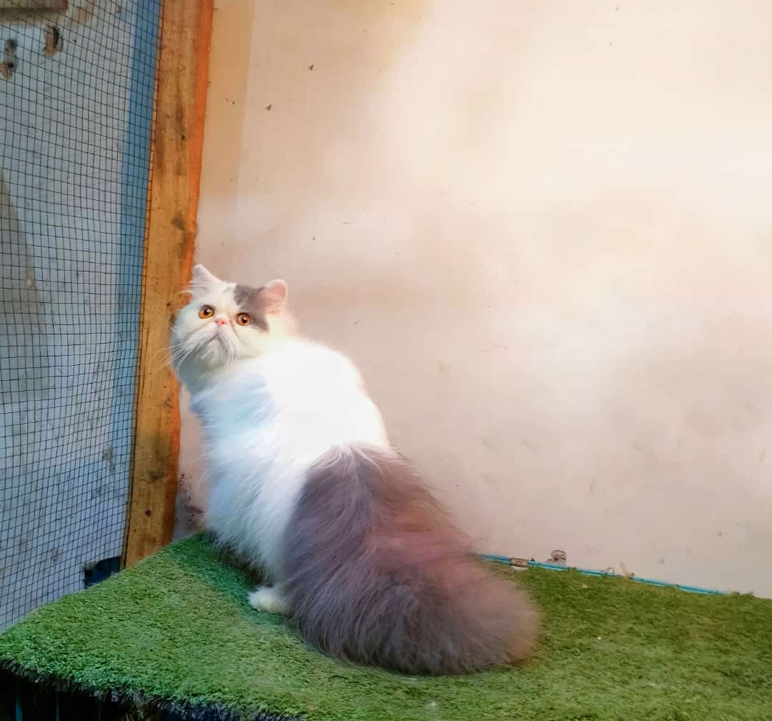 Persia peaknose long hair