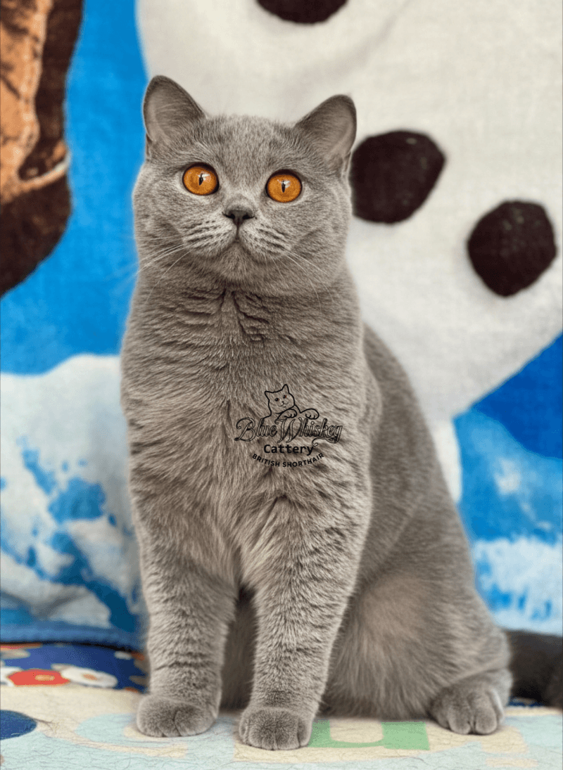 Bella