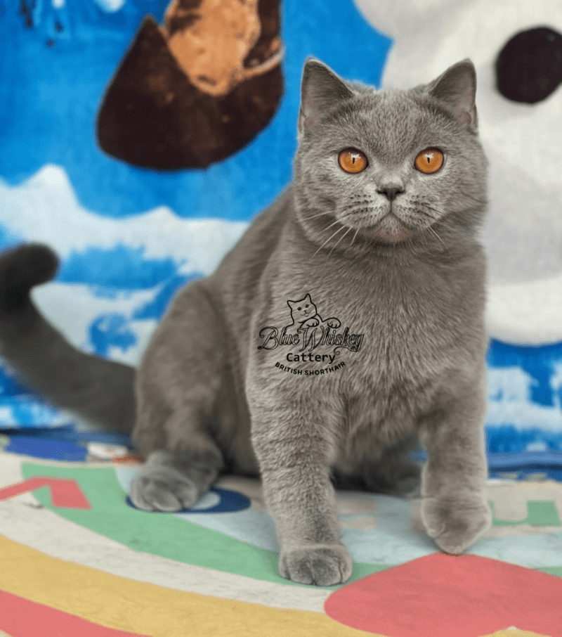 Lulu of Blue Whiskey