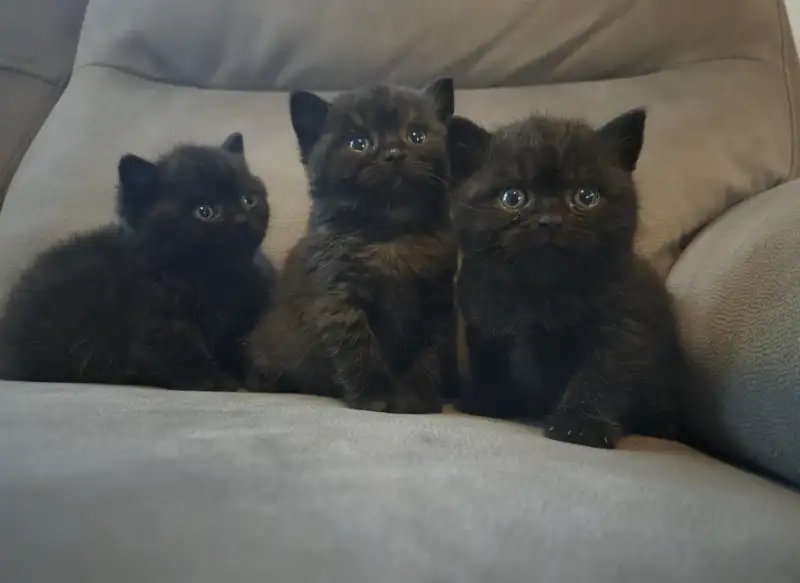 BLACK SOLID BSH