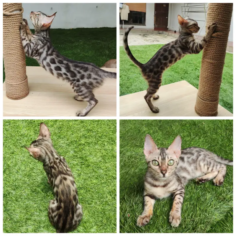 Bengal Silver Tarnish Female (Betina)