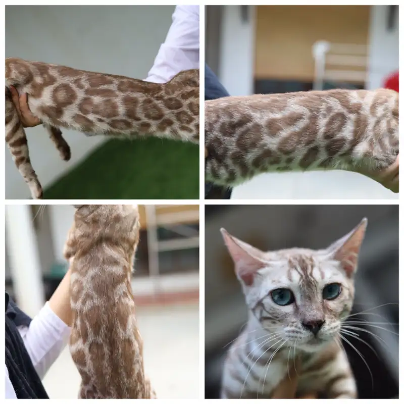 Bengal Snow Mink Charcoal Female (Betina)