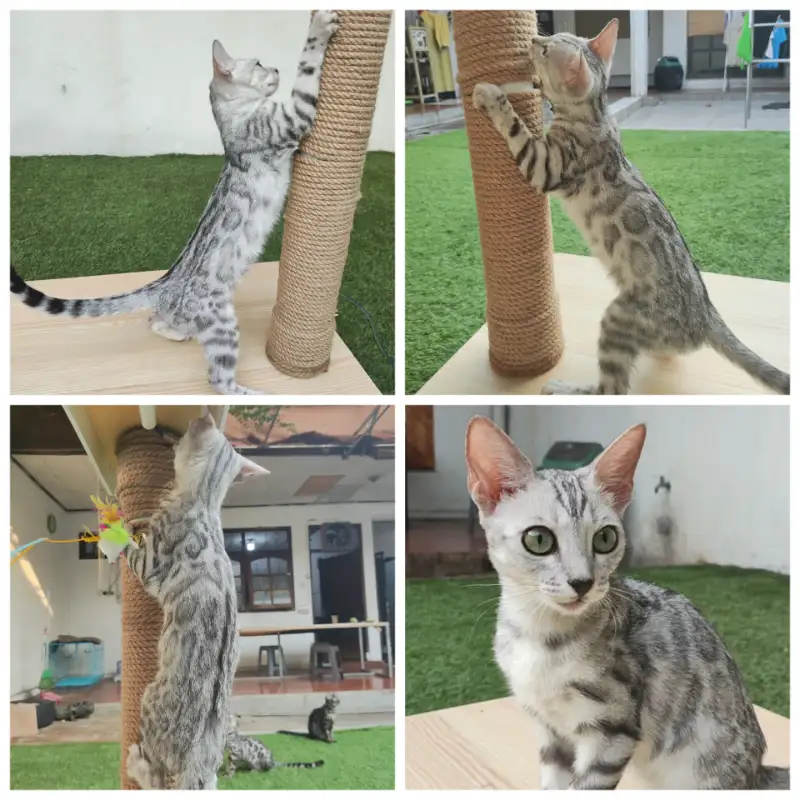 Bengal Silver Female (Betina)