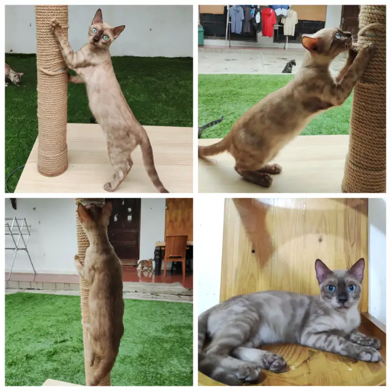 Bengal Snow Mink Charcoal Female (Betina)