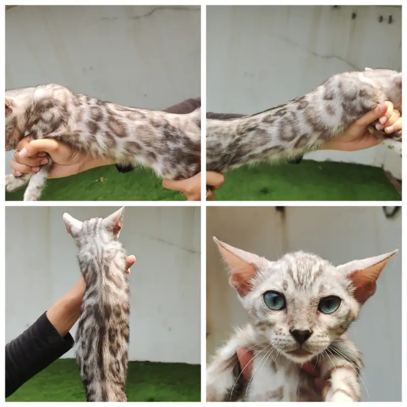 Bengal Silver Male (Jantan)
