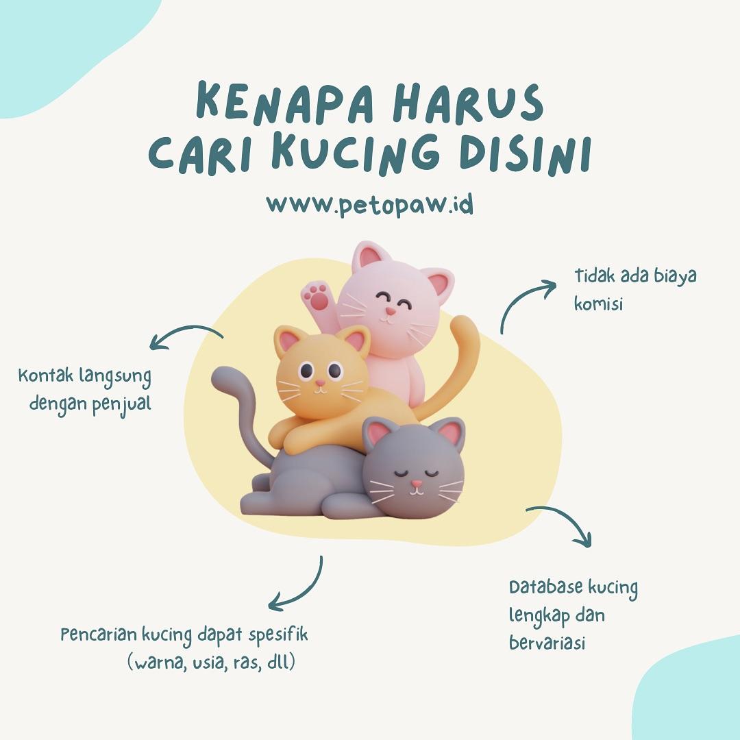 Mencari Kucing Idaman? Temukan di Petopaw!