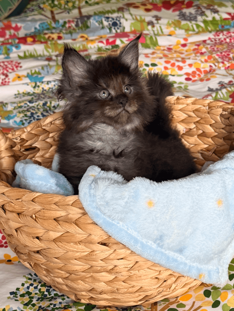 Beautiful CFA Maine Coon Kittens