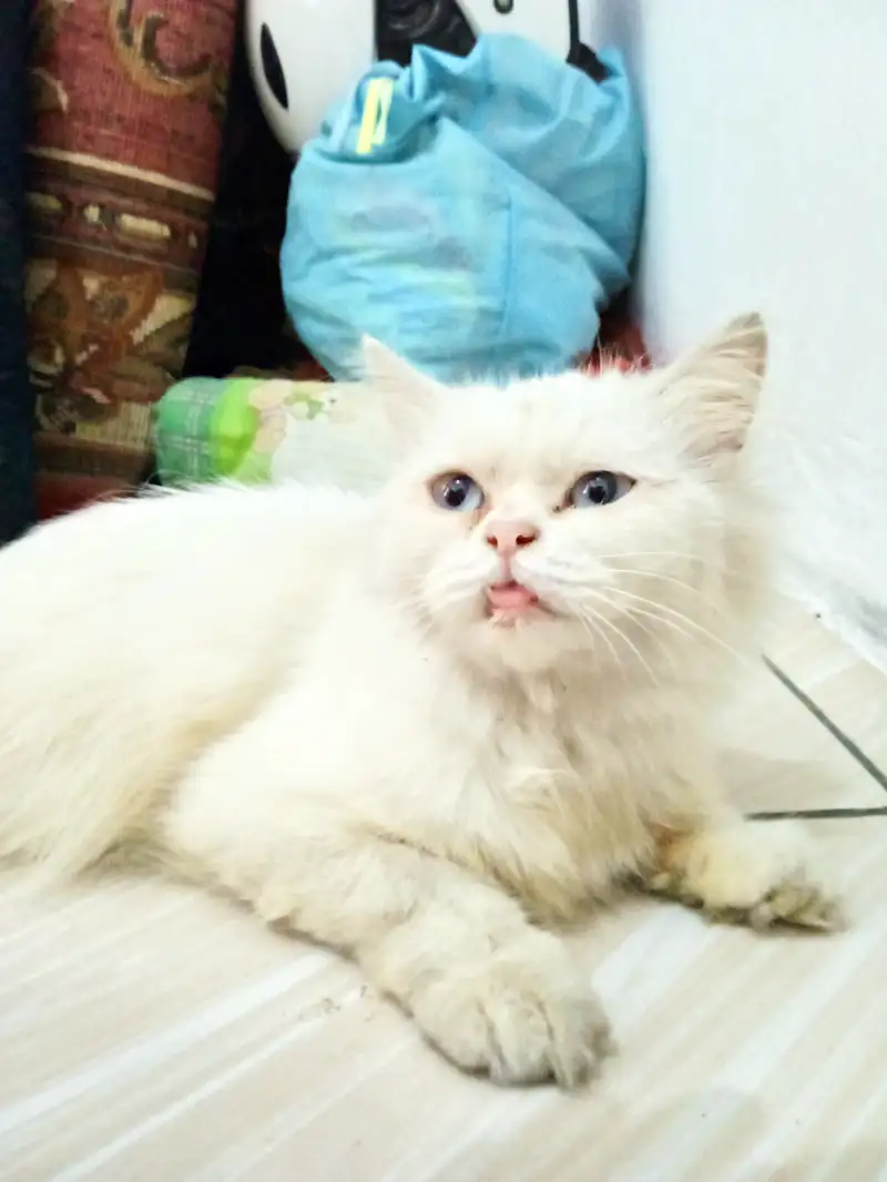 Kucing persia