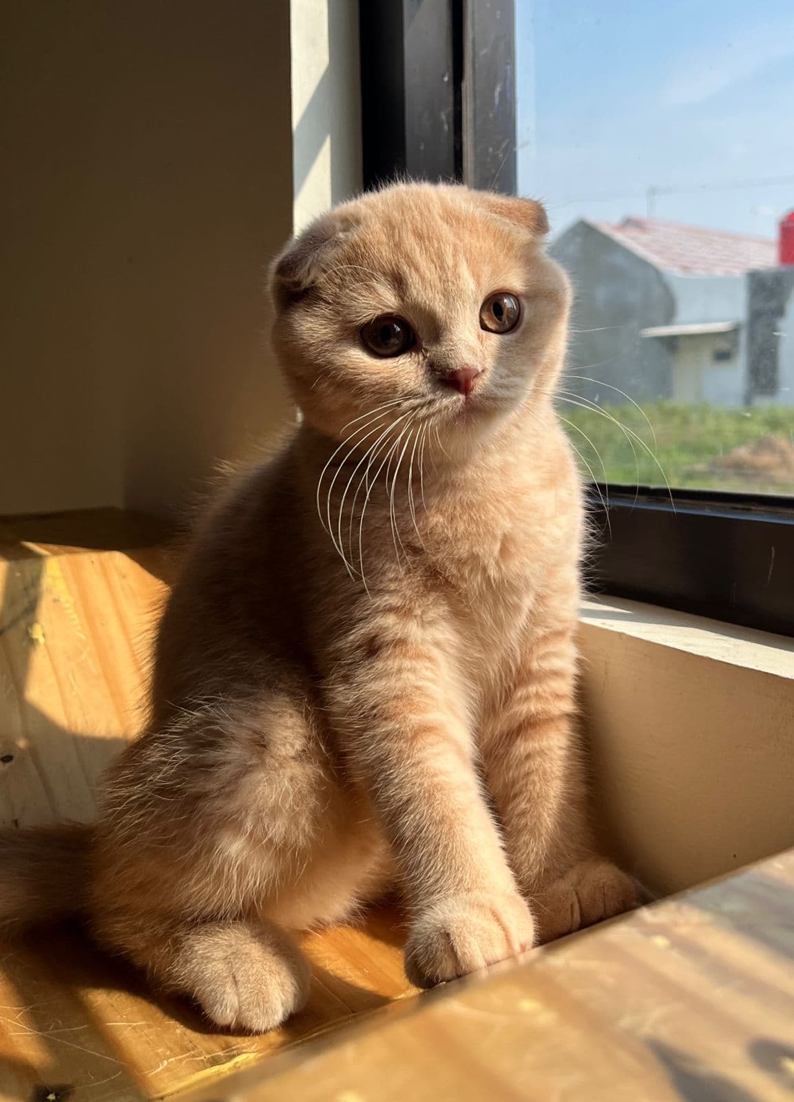 Scotish Fold Shorthair Cream Male