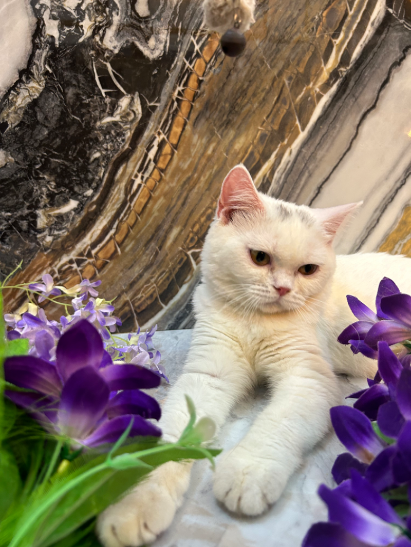 Snowy BSH kitten anggun manja