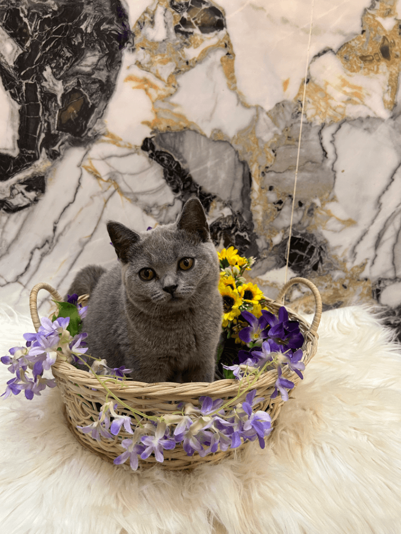 British ShortHair Blue Solid