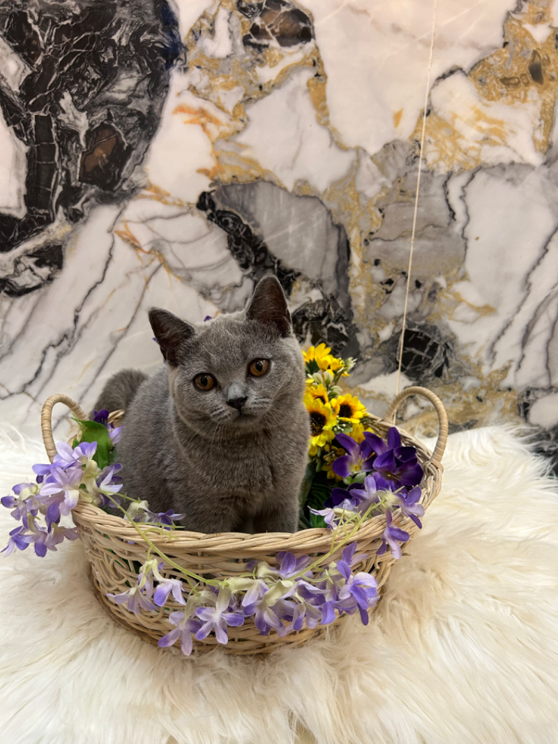 British ShortHair Blue Solid