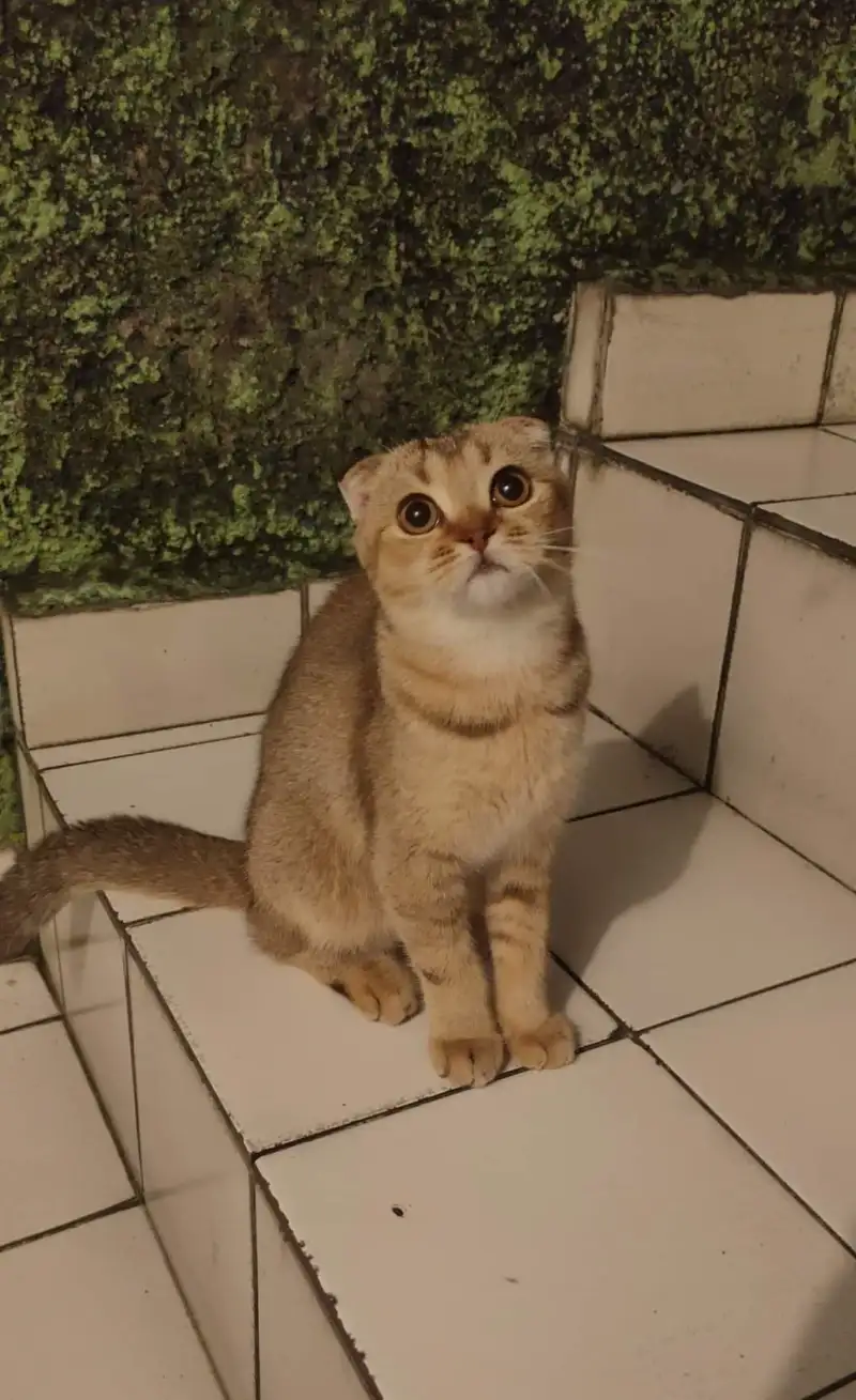 Scottish fold