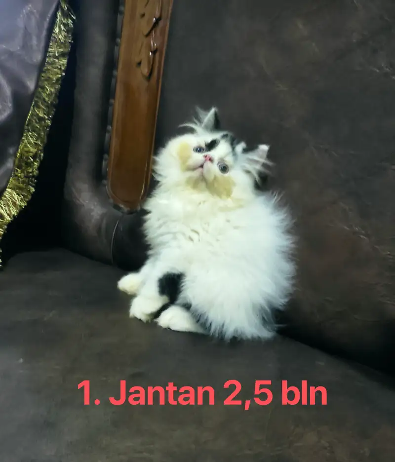 Persian peaknose