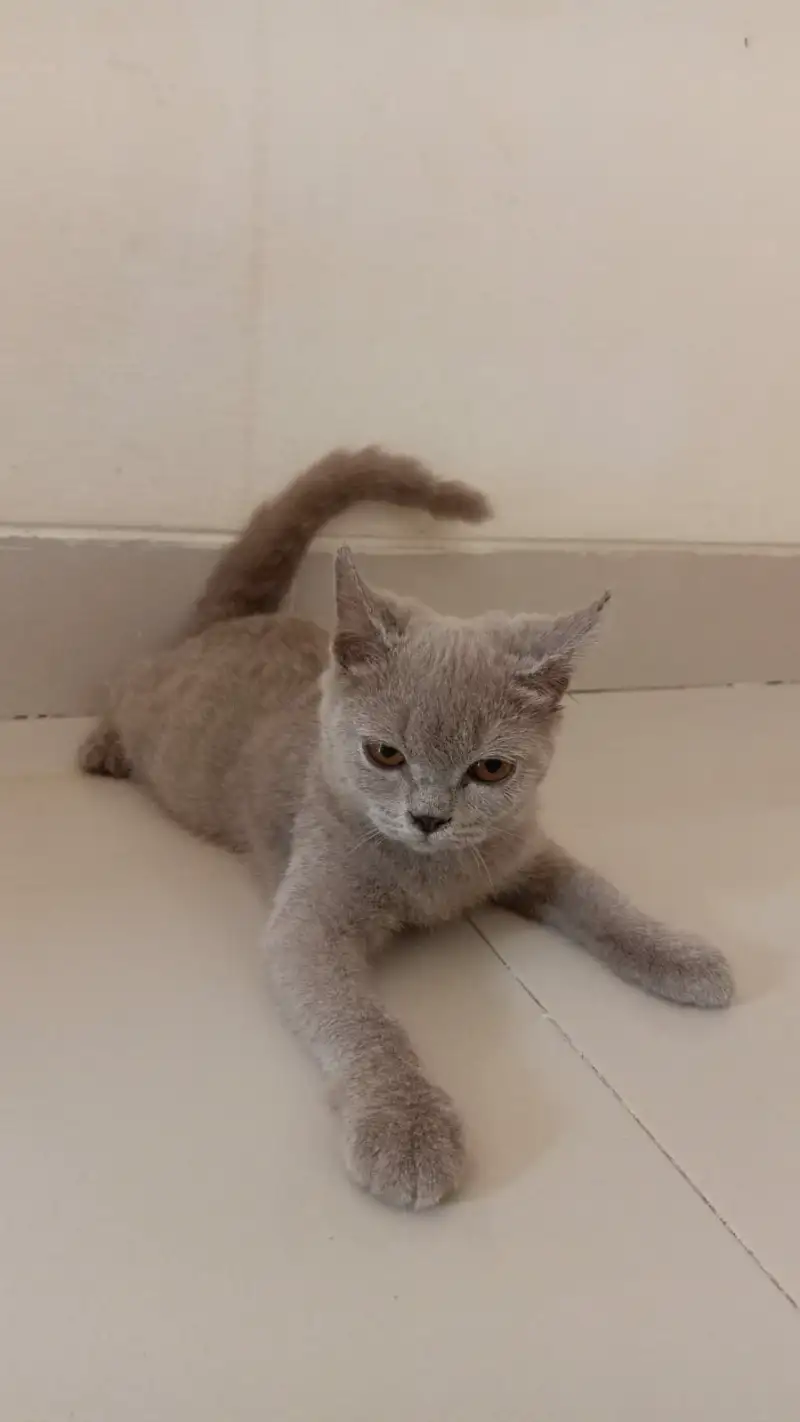 Open Adopsi Anakan Britania British Shorthair