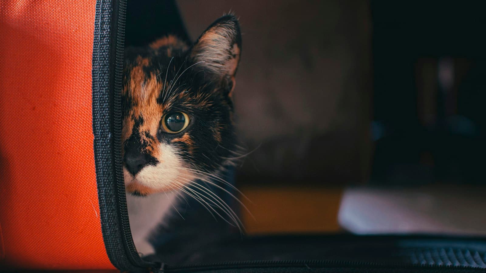 Kucing Baru Pulang: Panduan Agar Cepat Nyaman di Rumah