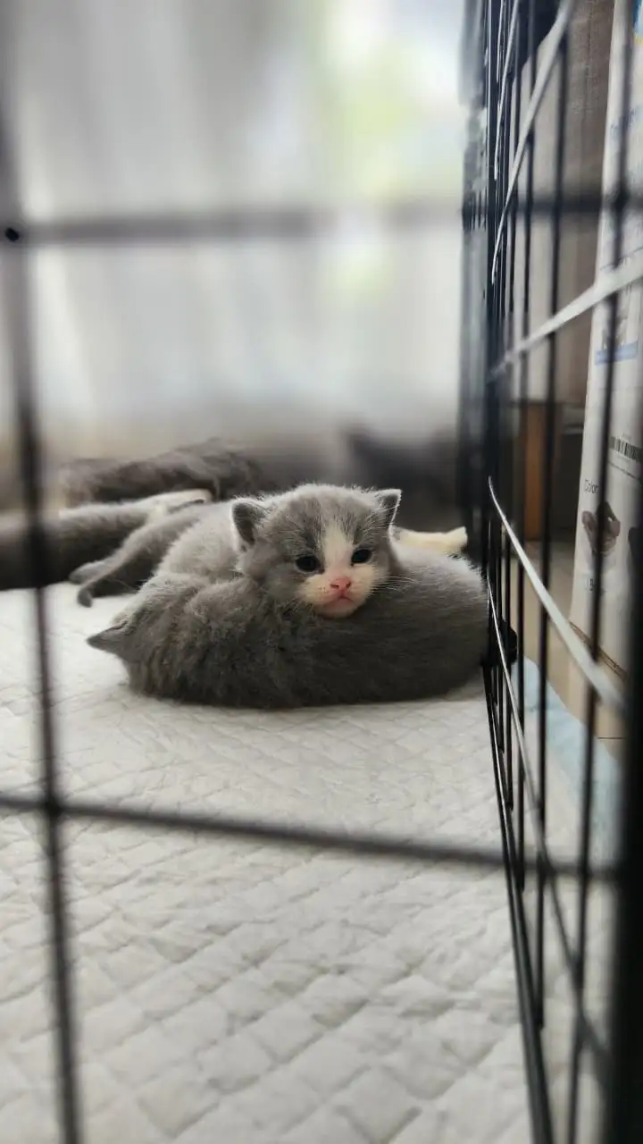 British Shorthair Bicolor Blue dan Blue Solid