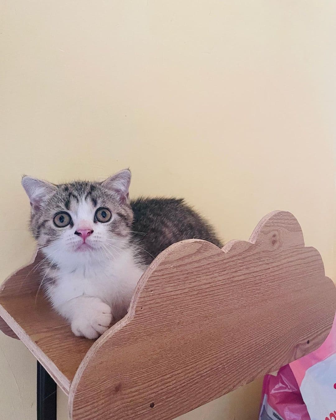 Scottish Single Fold Male