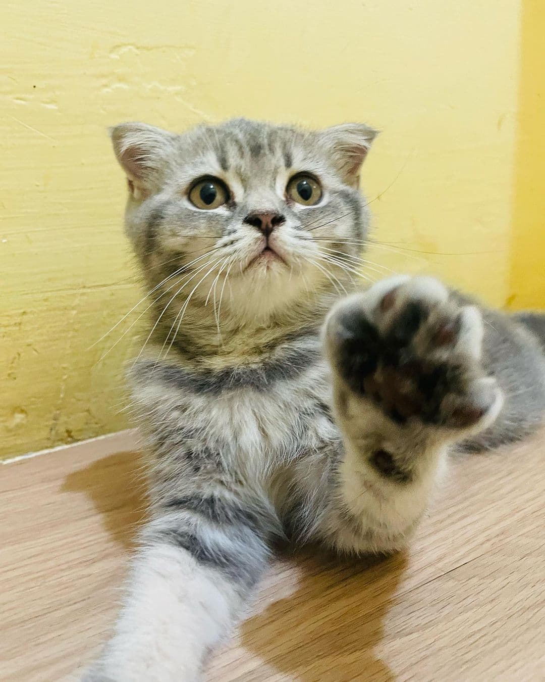 Scottish Fold Female