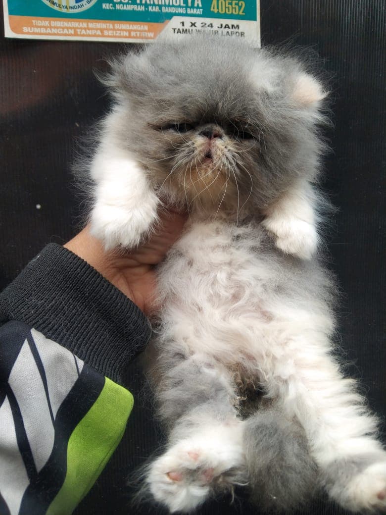 Peaknose longhair