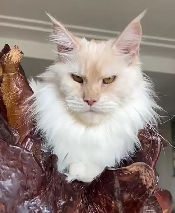 Royal Maine Coon Quality Bloodline & Predigree