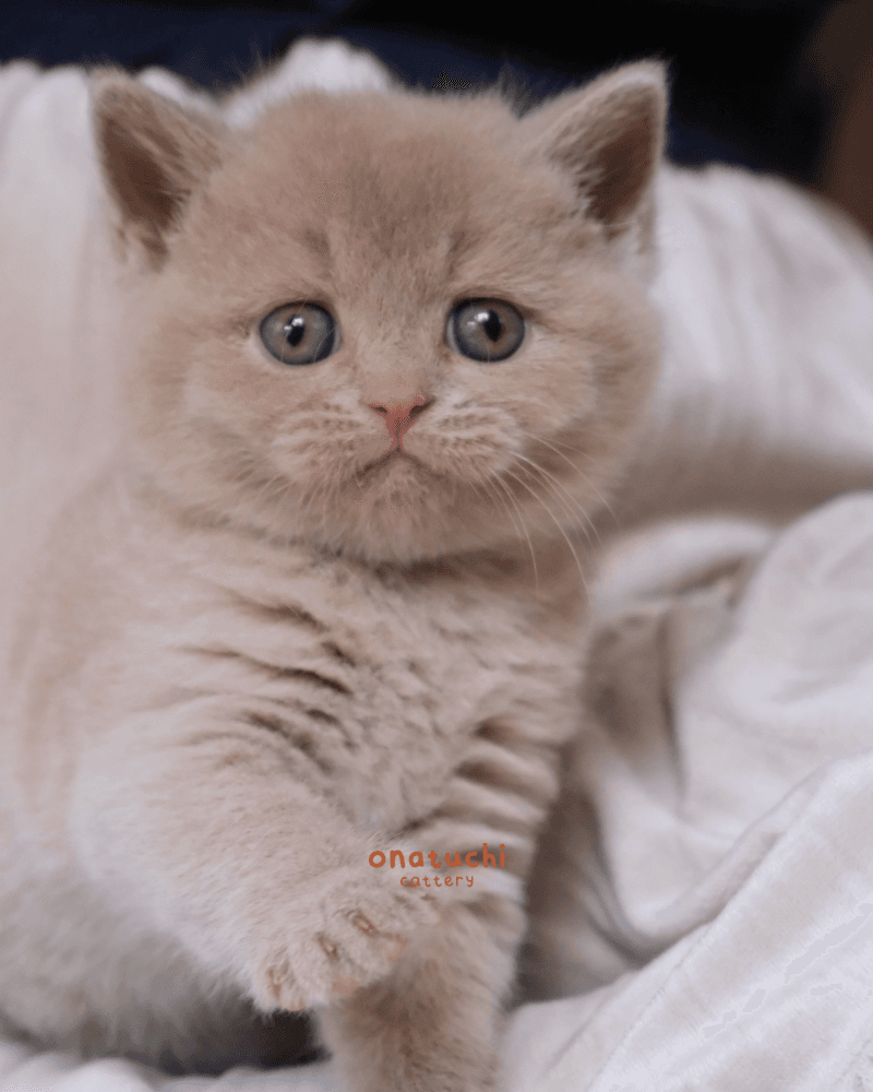 Fawn British Shorthair - Male