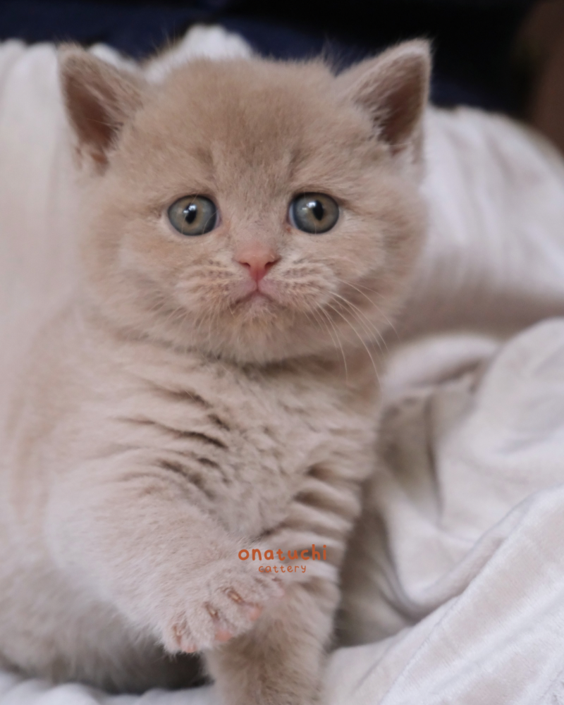 Fawn British Shorthair - Male