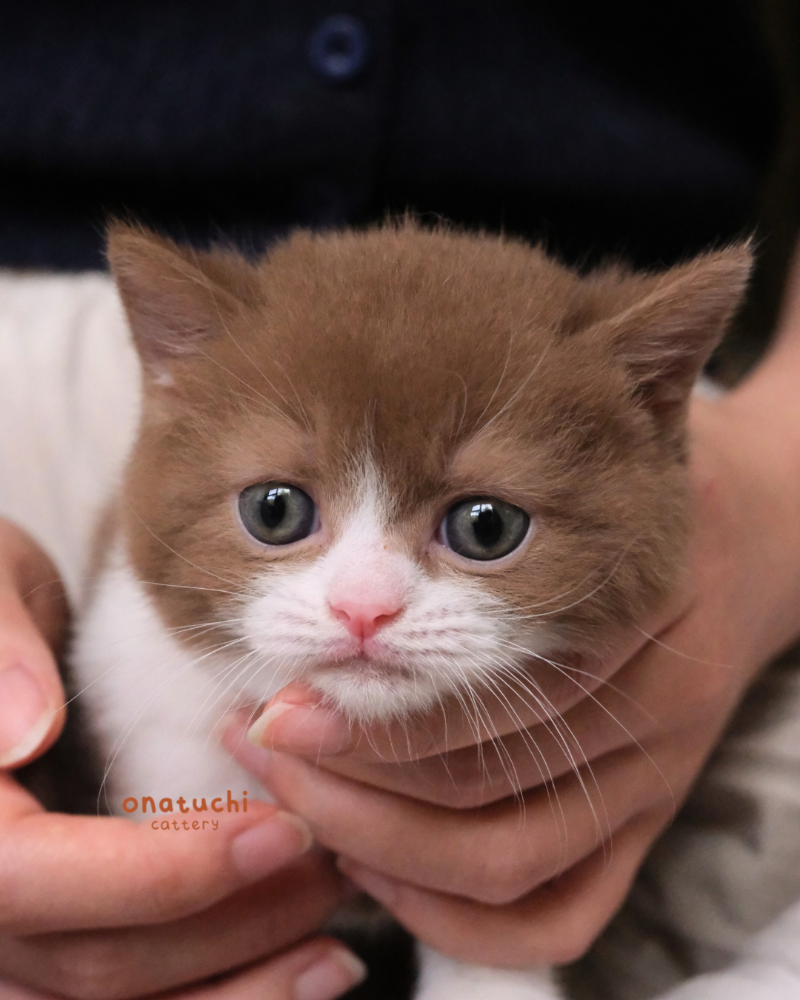 Cinnamon Bicolor British Shorthair - Male