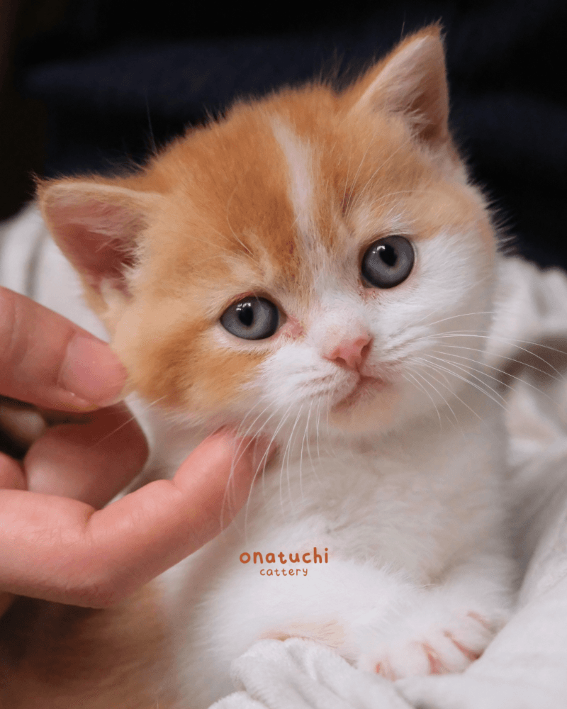 Red Bicolor British Shorthair - Male
