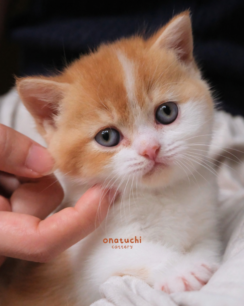 Red Bicolor British Shorthair - Male