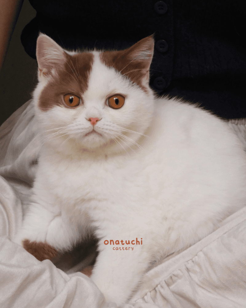 Cinnamon Van British Shorthair - Male