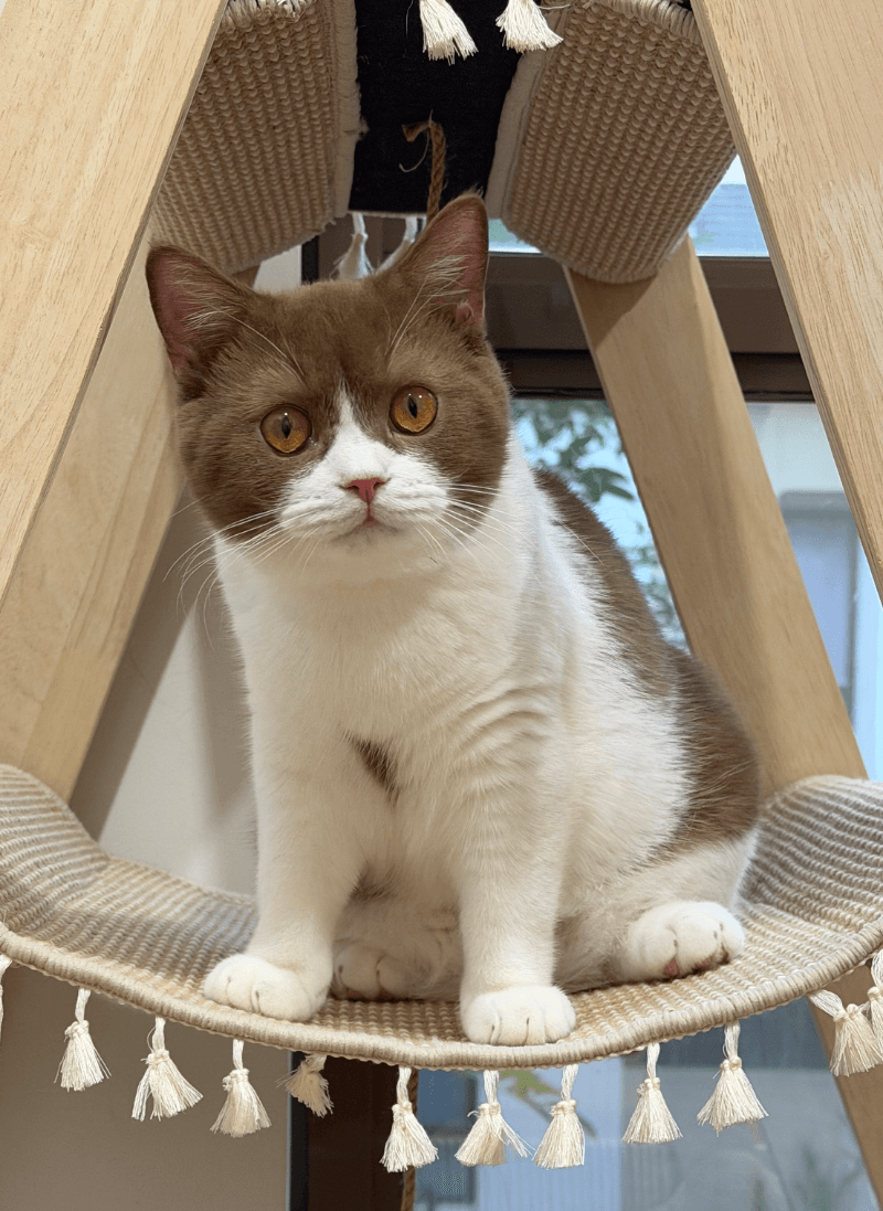 Cinnamon Bicolor British Shorthair - Male