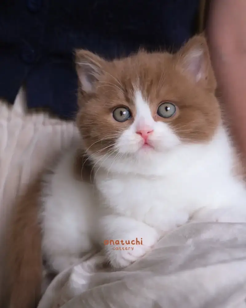 Muffin - Cinnamon Bicolor British Shorthair Female