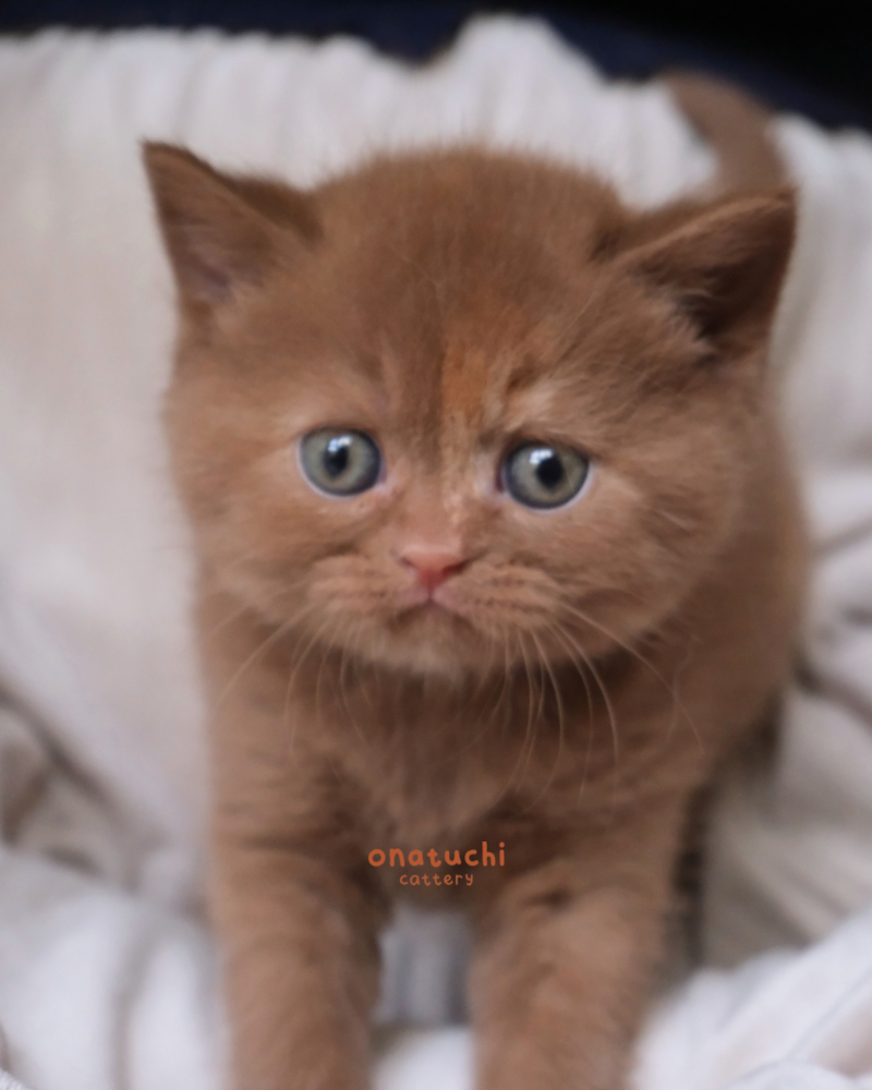 Cinnamon Tortie British Shorthair - Female