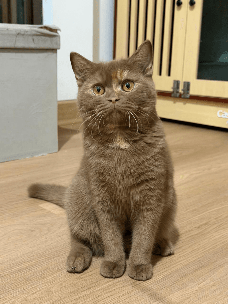 Kana - Cinnamon Tortie British Shorthair
