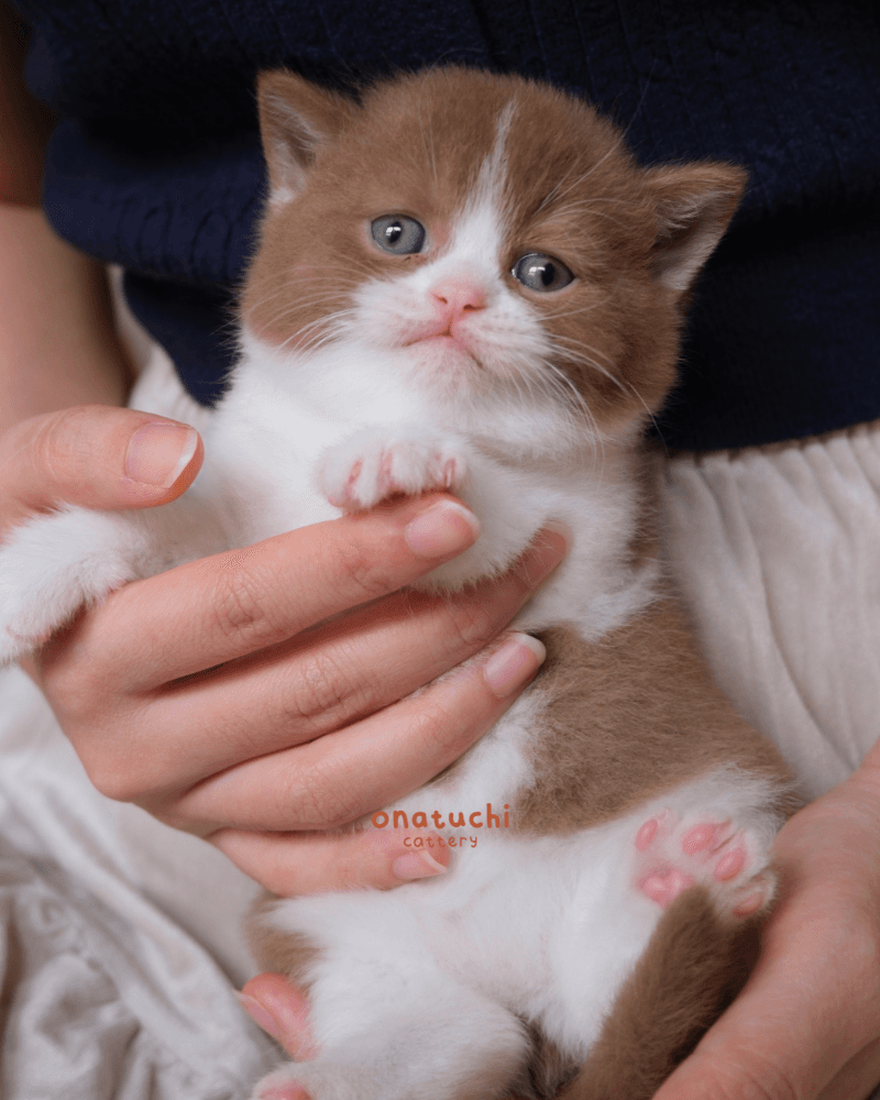 Cinnamon Bicolor British Shorthair - Male