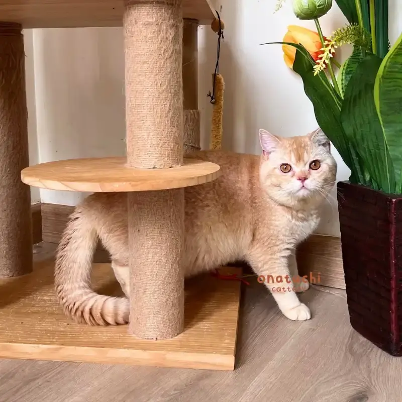 Simba - Cream Solid British Shorthair