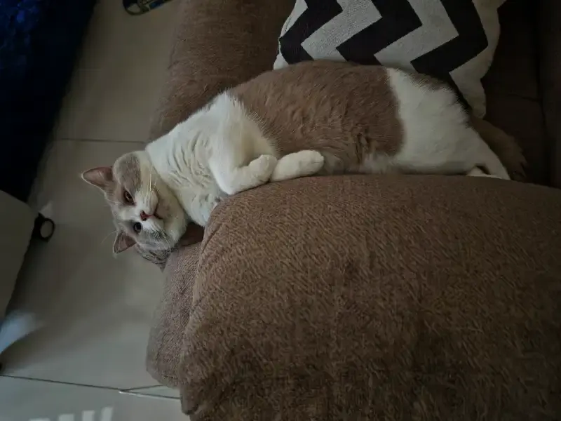 Fawn Bicolor British Shorthair